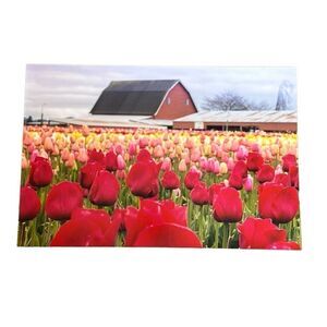 10x18 photography print 1 of 2 Tulips